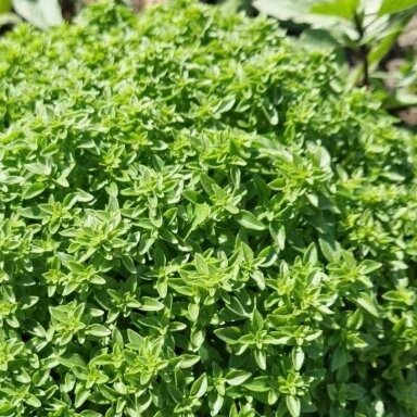 Smulkialapis bazilikas, 30 gr.