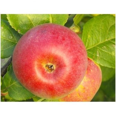 EKO Obuoliai "Auksis", 1 kg.* 1 EKO Obuoliai "Auksis", 1 kg.* 1