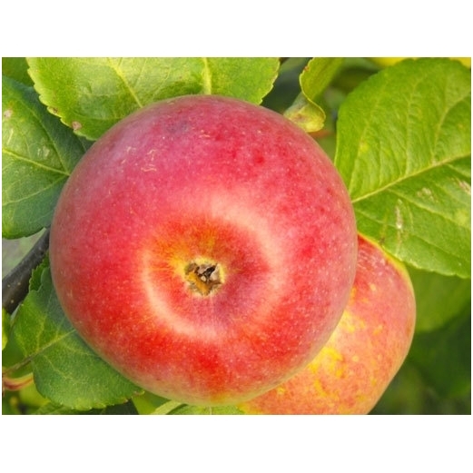 EKO Obuoliai "Auksis", 1 kg.* 1