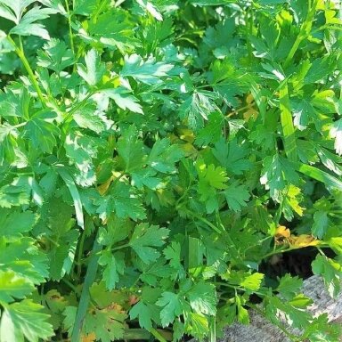 Petražolės, 50 gr.