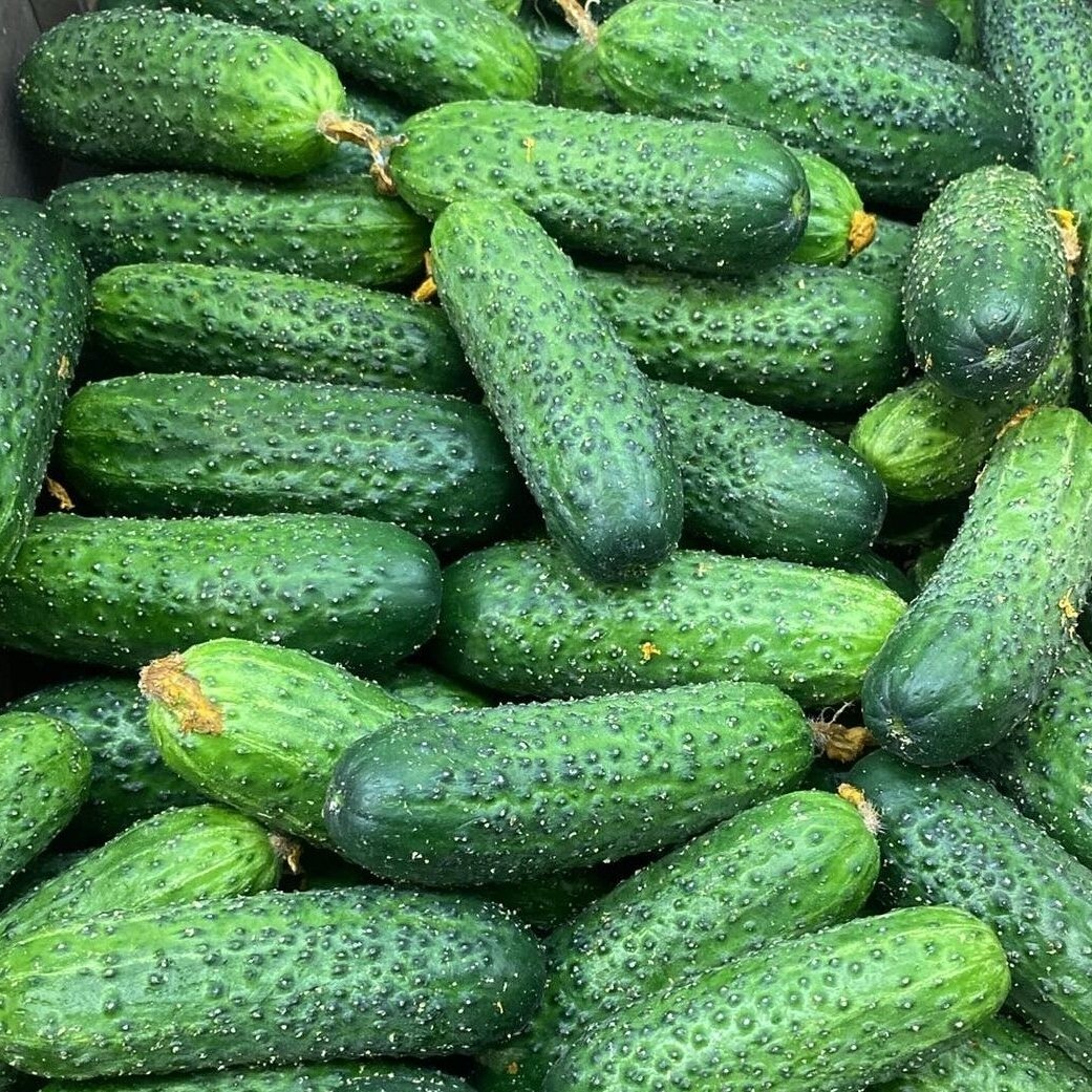 Lietuviški trumpavaisiai agurkai, 1 kg.