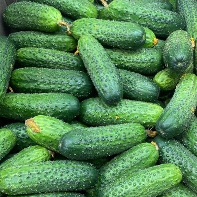Lietuviški trumpavaisiai agurkai, 1 kg.