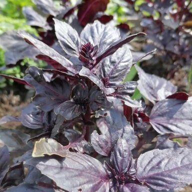 Violetinis bazilikas, 30 gr.